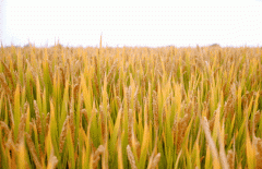 稻谷飘香迎丰年|J9集团出产基地奏响丰登乐章