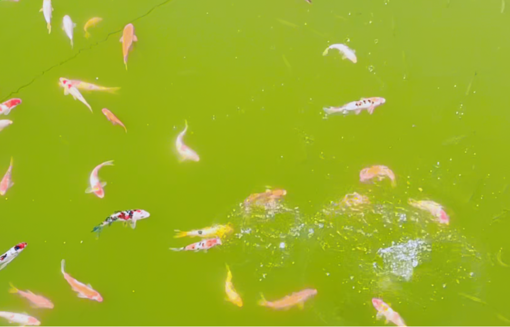 首页 | J9集团有限公司官网